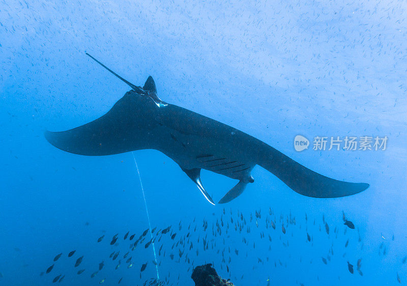 远洋蝠鲼(Manta birostris)游过清洁站。在世界自然保护联盟的红色名单中，这些优雅的动物正在成为野外罕见的景象。